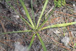 Southern rattlesnake master